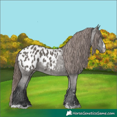 Horse Color:Grullo Appaloosa