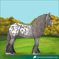 Horse Color:Grullo Appaloosa 