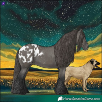 Horse Color:Grullo Blanket 