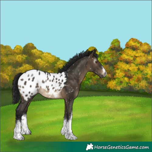 Horse Color:Gray White Spotted Brown Dun Blanket Rabicano