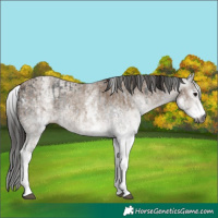 Horse Color:Gray White Spotted Black and Gray White Spotted Classic Champagne