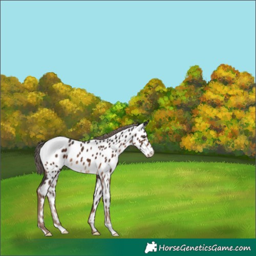 Horse Color:Liver Chestnut Near Leopard
