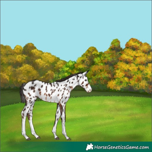 Horse Color:White Spotted Liver Chestnut Near Leopard 