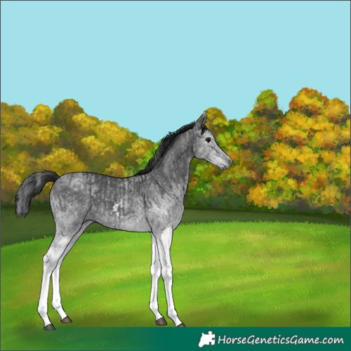 Horse Color:Gray White Spotted Black  and Gray White Spotted Black 