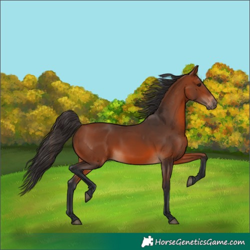 Horse Color:Bay 