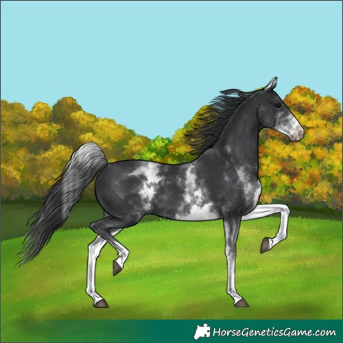 Horse Color:White Spotted Black