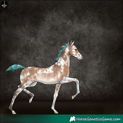 Horse Color:Painted White Spotted Silver Brown Dun Splash Varnish Rabicano 