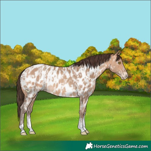 Horse Color:Amber Champagne Sabino Tobiano Near Leopard  and Amber Champagne Sabino Tobiano Near Leopard 