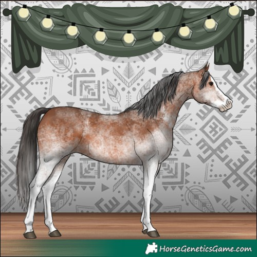Horse Color:White Spotted Bay Splash 