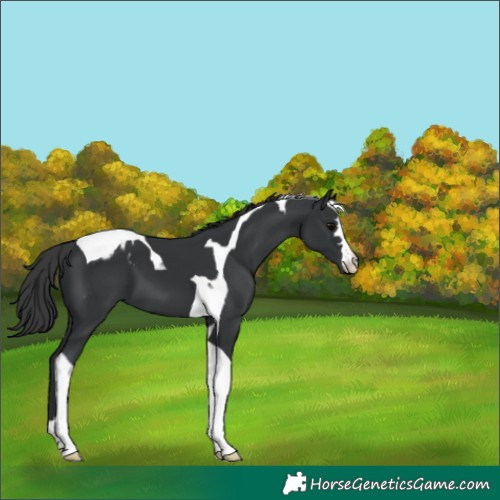 Horse Color:Black Tobiano Varnish 