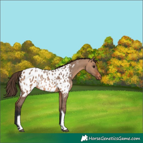 Horse Color:Bay Dun Tobiano Near Leopard