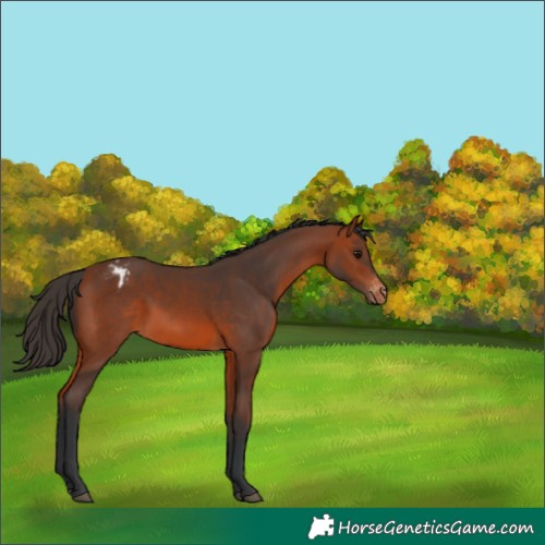 Horse Color:Bay Varnish 