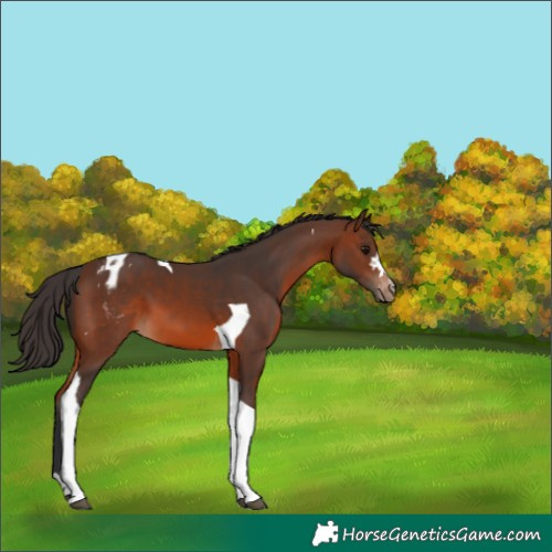 Horse Color:Brown Tobiano Appaloosa