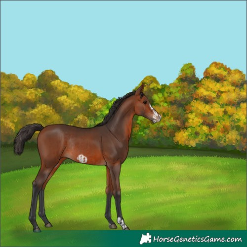 Horse Color:Bay Rabicano  and Bay Frame Rabicano 