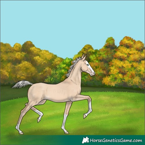Horse Color:Silver Amber Champagne Dun Splash 