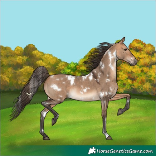 Horse Color:White Spotted Bay Dun 