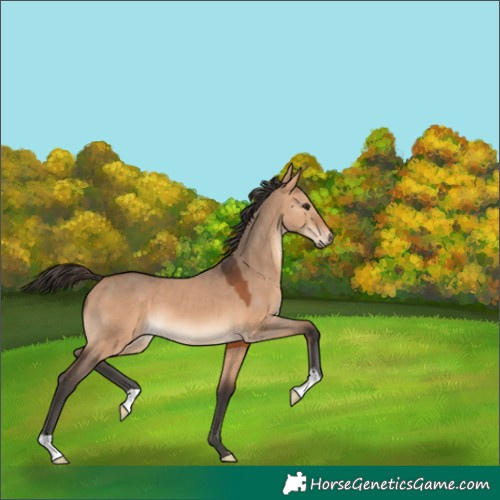 Horse Color:Bay Dun 