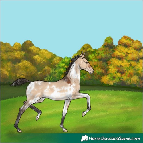 Horse Color:White Spotted Bay Dun 