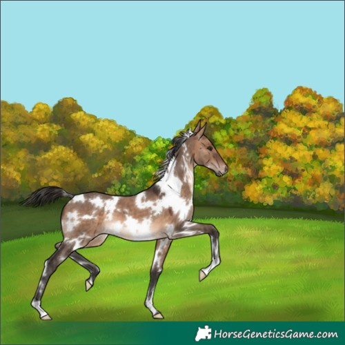 Horse Color:White Spotted Bay Dun 