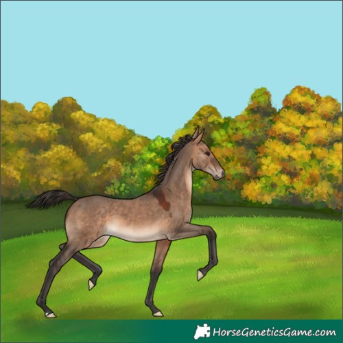 Horse Color:Bay Dun 
