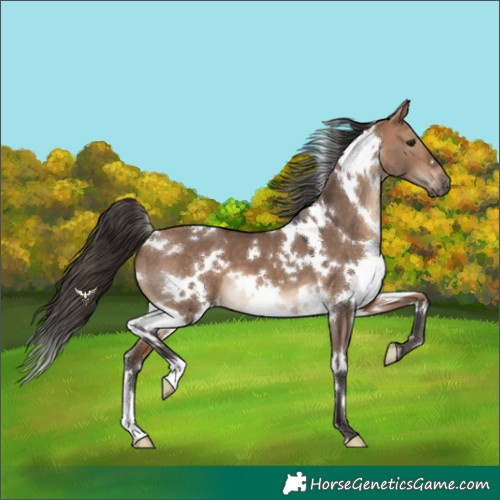 Horse Color:White Spotted Bay Dun 