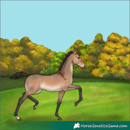 Horse Color:Bay Dun 