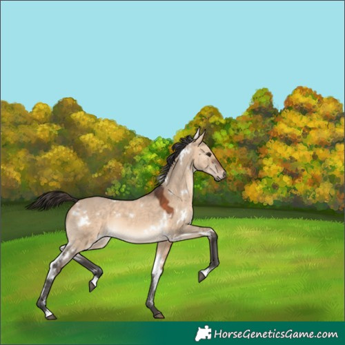 Horse Color:White Spotted Bay Dun 