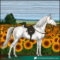 Horse Color:Cremello Appaloosa 