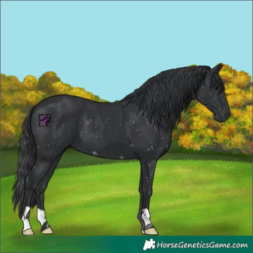 Horse Color:Black 