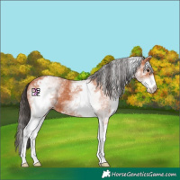 Horse Color:White Spotted Bay