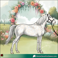 Horse Color:Cremello Appaloosa 