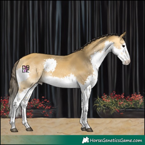 Horse Color:Buckskin Splash Tobiano 