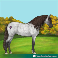 Horse Color:Midnight Classic Champagne Ice Roan Onyx Rabicano
