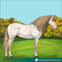 Horse Color:Palomino Dun Near Leopard and Red Dun Near Leopard