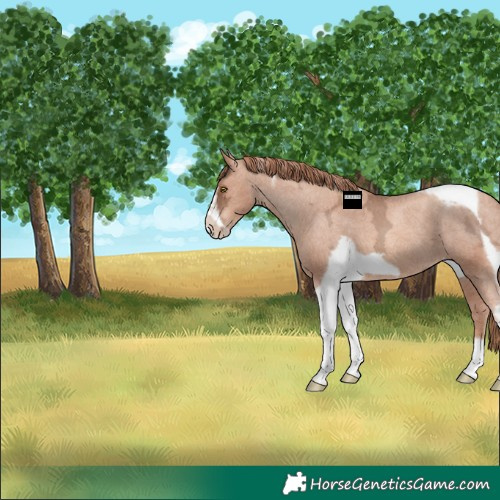 Horse Color:Gold Champagne Ice Tobiano Frame Appaloosa