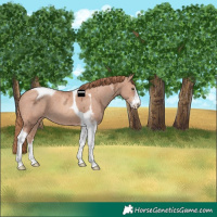 Horse Color:White Spotted Gold Champagne Ice Tobiano