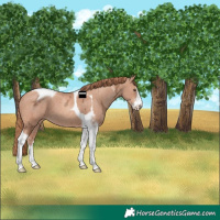 Horse Color:White Spotted Gold Champagne Ice Tobiano 
