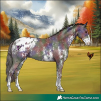 Horse Color:Nacre Liver Chestnut Sabino Appaloosa 