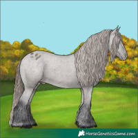 Horse Color:Grullo Appaloosa 