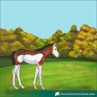 Horse Color:Bay Splash Frame