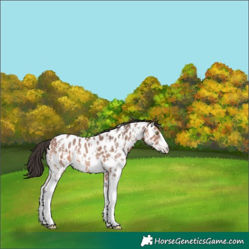 Horse Color:Bay Sabino Appaloosa 