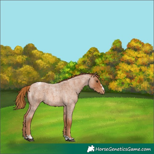 Horse Color:Red Roan Appaloosa 