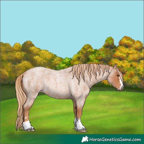 Horse Color:Red Roan Rabicano 