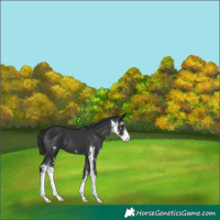 Horse Color:Black Sabino