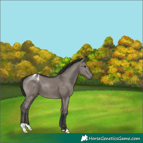 Horse Color:Grullo Blanket