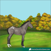 Horse Color:Grullo Blanket