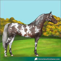 Horse Color:White Spotted Silver Brown Appaloosa Rabicano 