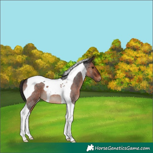 Horse Color:Brown Roan Tobiano