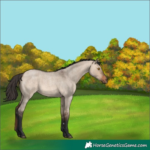 Horse Color:Bay Roan Dun 