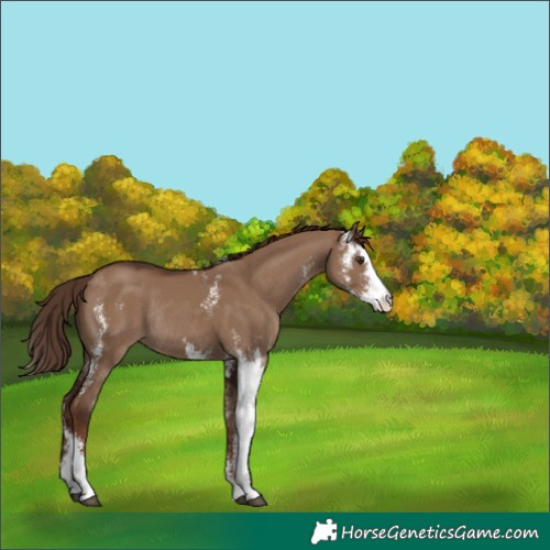 Horse Color:Liver Red Dun Sabino Rabicano 